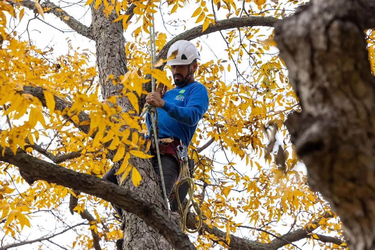 Skilled Storm Damage Cleanup crew working in Osceola